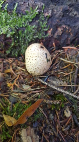 Scleroderma citrinum