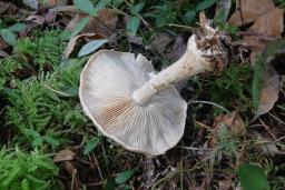 Leucocortinarius bulbiger