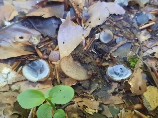 Humaria hemisphaerica
