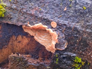 Phlebia tremellosa