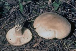 Collybia irina
