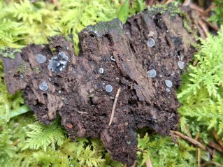 Mollisia cinerea