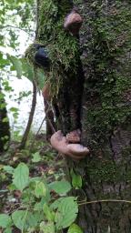 Phellinus igniarius