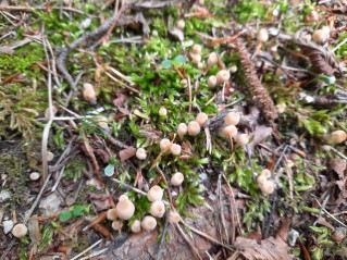 Coprinellus disseminatus