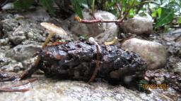Strobilurus esculentus