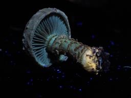 Mallocybe terrigena