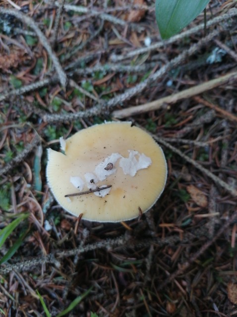 Amanita gemmata