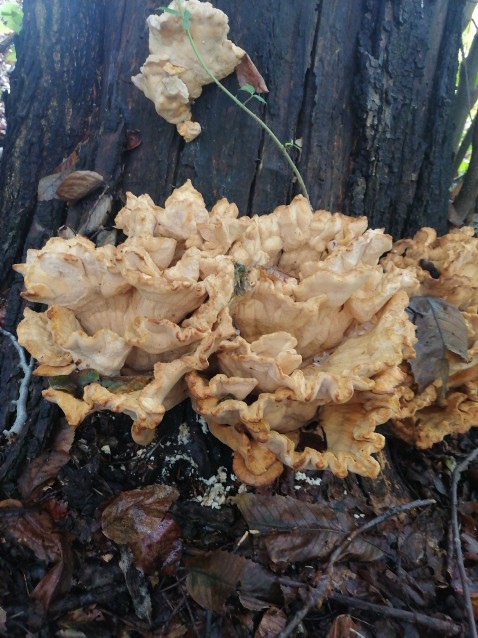 Laetiporus sulphureus