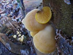 Phyllotopsis nidulans