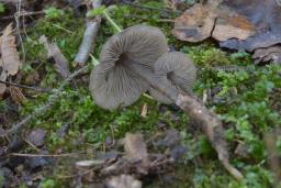 Tephrocybe rancida