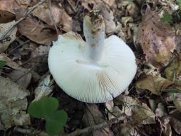 Russula grisea