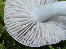 Dermoloma cuneifolium