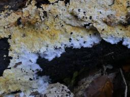 Piloderma frondosum