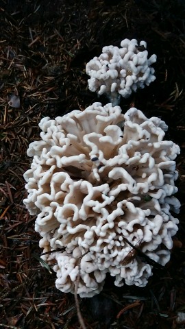 Sparassis nemecii