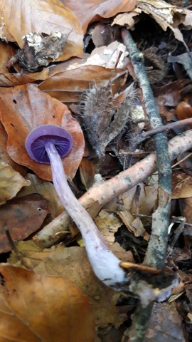 Laccaria amethystina