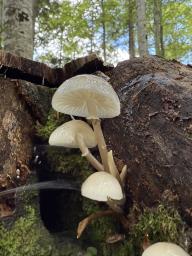 Mucidula mucida