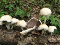 Candolleomyces candolleanus