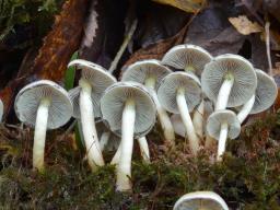 Hypholoma fasciculare var. pusillum