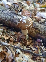 Amanita pantherina