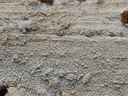 Resinicium bicolor