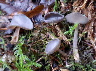 Helvella macropus