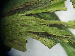 Urocystis colchici