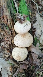 Scleroderma citrinum