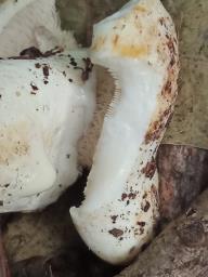 Lactifluus piperatus