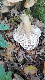Armillaria ostoyae