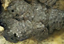 Jackrogersella multiformis