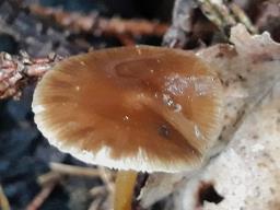 Strobilurus esculentus