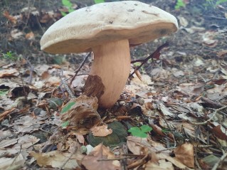 Caloboletus calopus