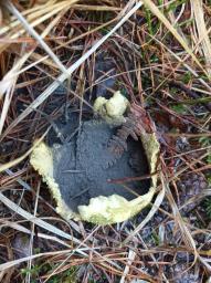 Scleroderma citrinum