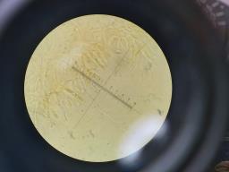 Dacrymyces capitatus
