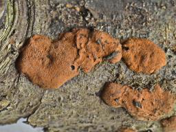 Hypoxylon ticinense