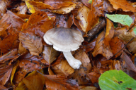 Tricholoma saponaceum