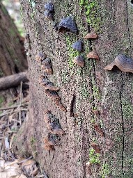 Hymenochaete rubiginosa