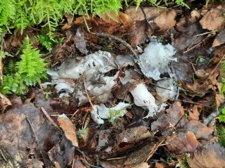 Hygrophorus marzuolus