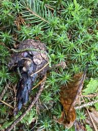 Auriscalpium vulgare