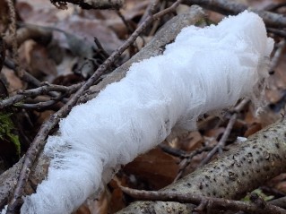Exidiopsis effusa