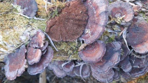 Daedaleopsis tricolor