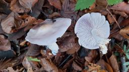 Lepista glaucocana