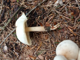 Gymnopus hariolorum