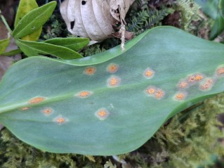 Uromyces erythronii