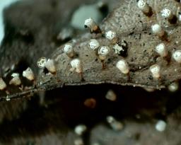Craterium leucocephalum