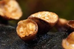 Encoelia glaberrima