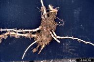 Fallopia