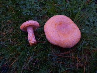 Lactarius deliciosus