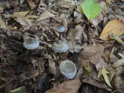 Tephrocybe rancida
