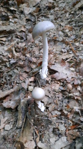 Amanita vaginata